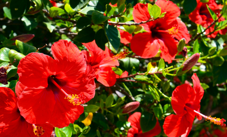 False Acacia Tree - Medicinal Plant