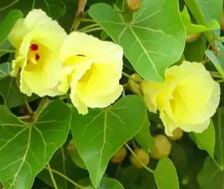 Gulbhendi Tree Flowers