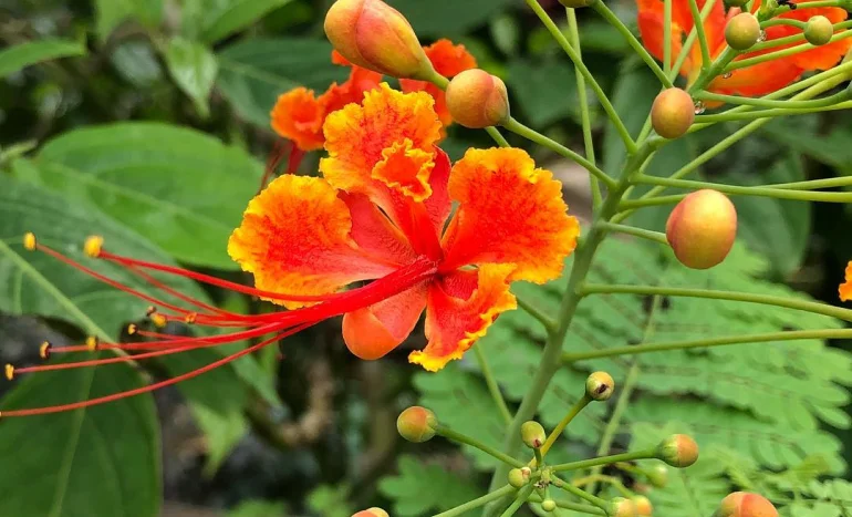 False Acacia Tree - Medicinal Plant