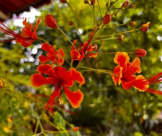 Gultara Tree Planting