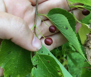 Hackberry Tree Planting