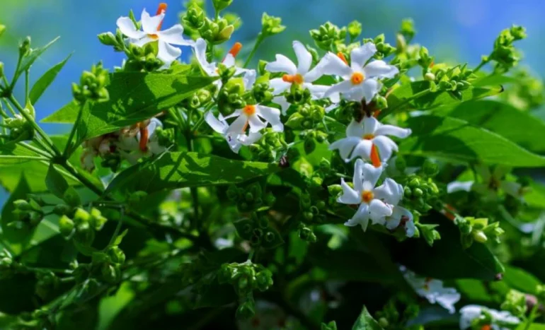 False Acacia Tree - Medicinal Plant