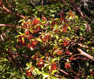 Sustainable Harvesting