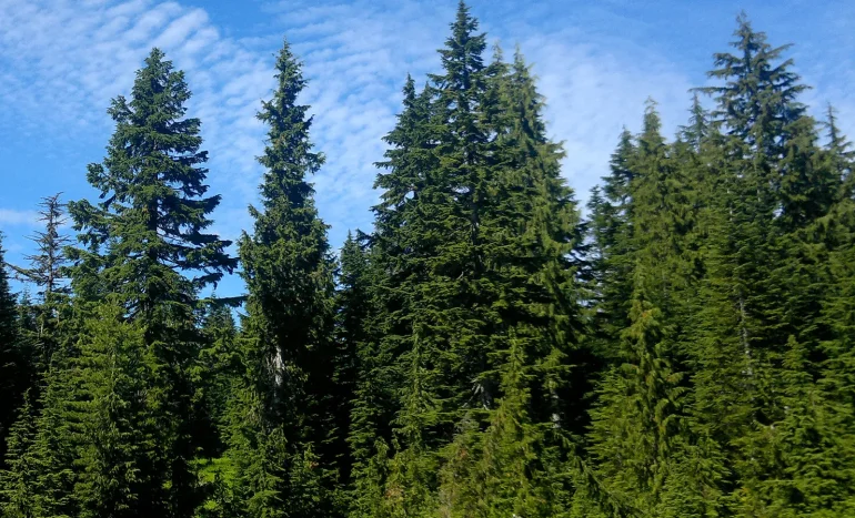 False Acacia Tree - Medicinal Plant