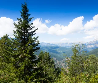 Himalayan Fir Characteristics