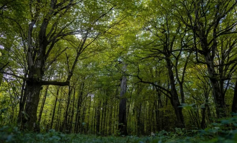 False Acacia Tree - Medicinal Plant