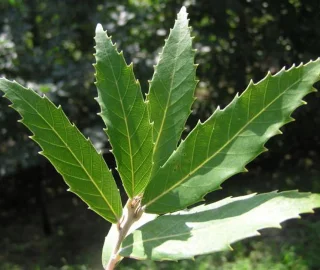 Cultural Significance