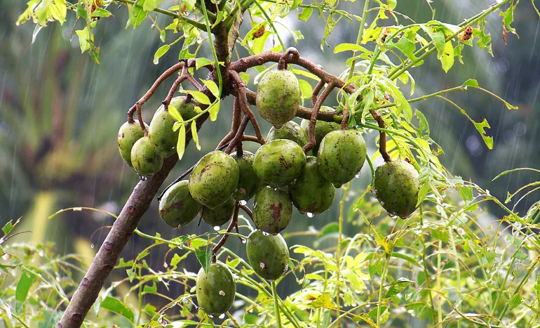 False Acacia Tree - Medicinal Plant