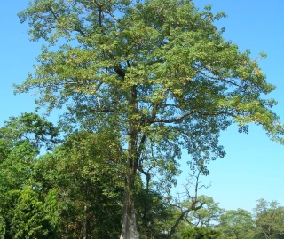 Hollong Tree Timber Uses