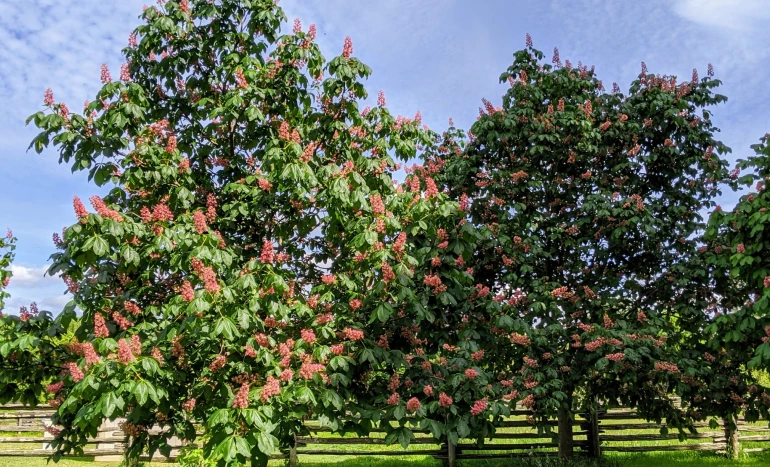 False Acacia Tree - Medicinal Plant