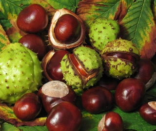 Horse Chestnut Tree