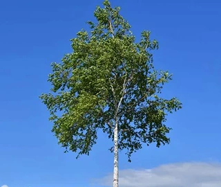 Indian Cork Fig Tree