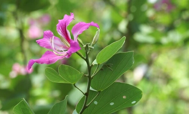 Kachnar Tree - Ornamental Wonder