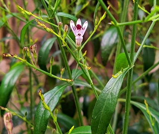 Kalmegh Plant - Medicinal Herb