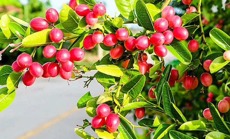 Karonda Tree - Tangy Treasure