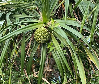 Kashid Tree - Coastal Marvel
