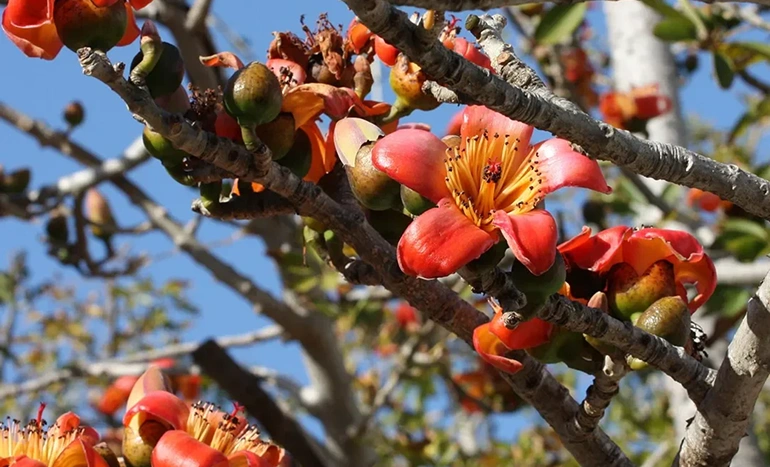 Katesawer Tree - Silk Cotton Marvel