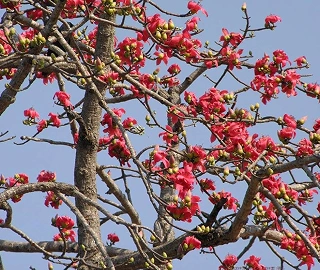 Katesawer Tree Kapok Fibers