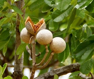 Khaya Tree - Shiny Leaves
