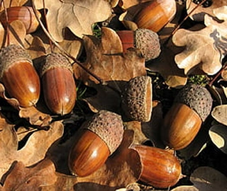 Kingswood Tree - Acorns