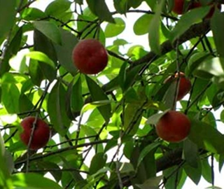 Kokam Tree - Purple Fruits