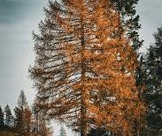 Larch Tree Foliage