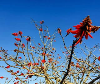 Lucky Bean Tree Environmental Benefits