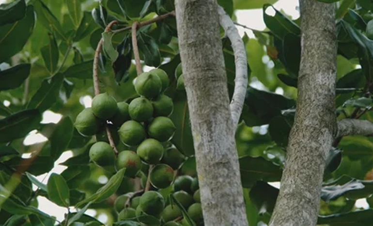 Macadamia Tree - Growing Nature's Nutty Treasure