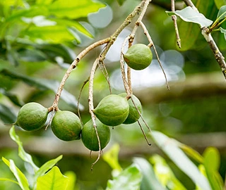 Macadamia Tree Care