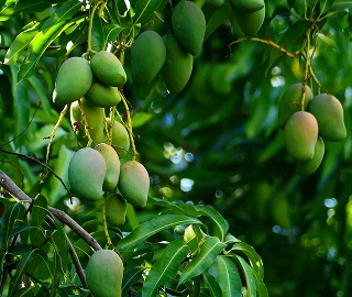 Mango Tree Plantation