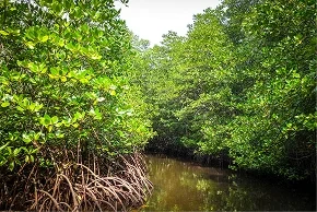 Aerial view of dense mangrove forest along a coastline