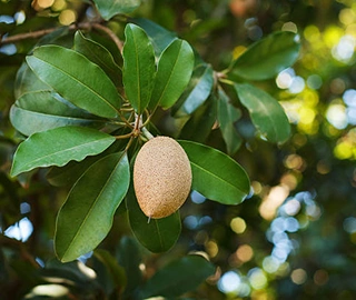 Manikara Tree Fruits - Nutritional Properties