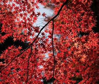 Maple Tree Foliage - Vibrant Colors