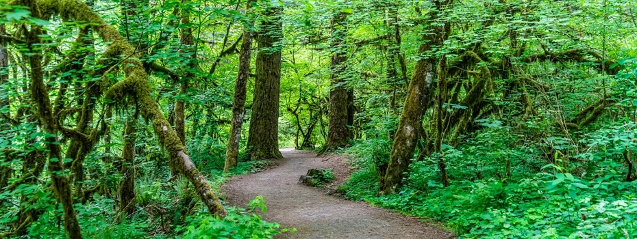 Volunteers and children planting native saplings in a Miyawaki forest project