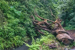Aerial view of a dense Miyawaki forest in an urban setting