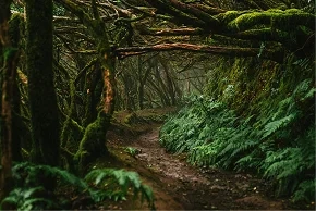 Close-up of layered native plants in a Miyawaki forest