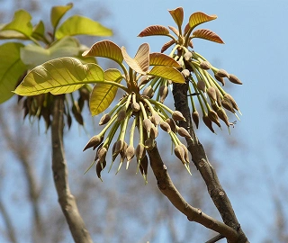 Moha Tree Flowers - Nutritional Properties