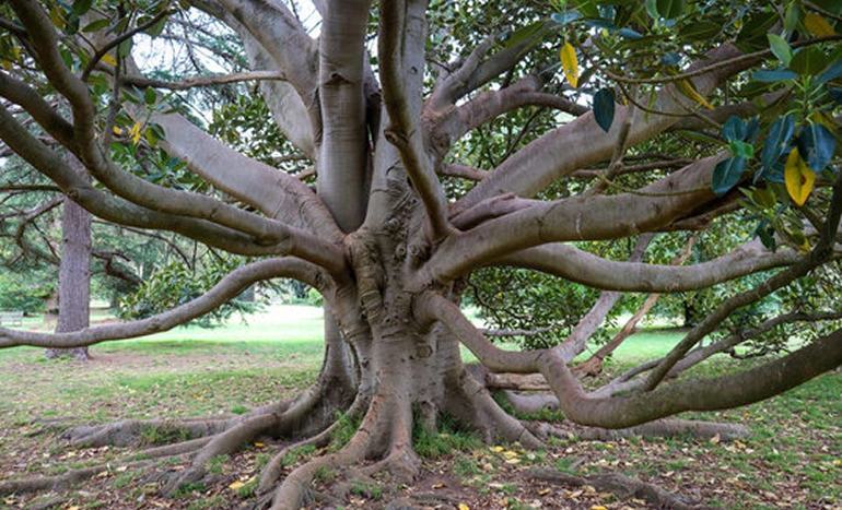Moreton Bay Fig Tree - Majestic Plant