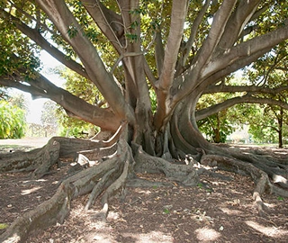 Moreton Bay Fig Tree Plantation