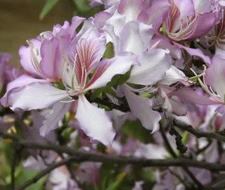 Mountain Ebony Tree Flowers - Aesthetic Appeal
