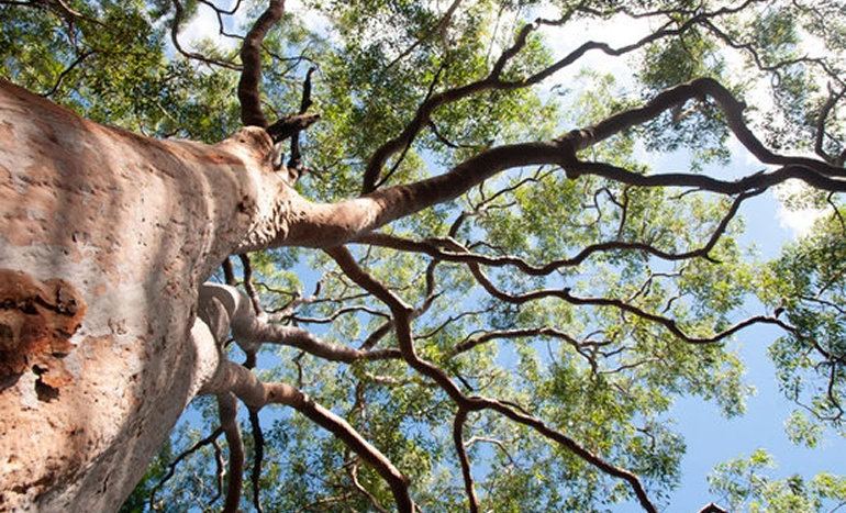 Mountain Gum Tree - Australian Forest