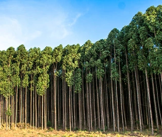 Mountain Gum Tree Bark - Unique Features