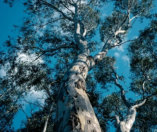 Mountain Gum Tree Conservation
