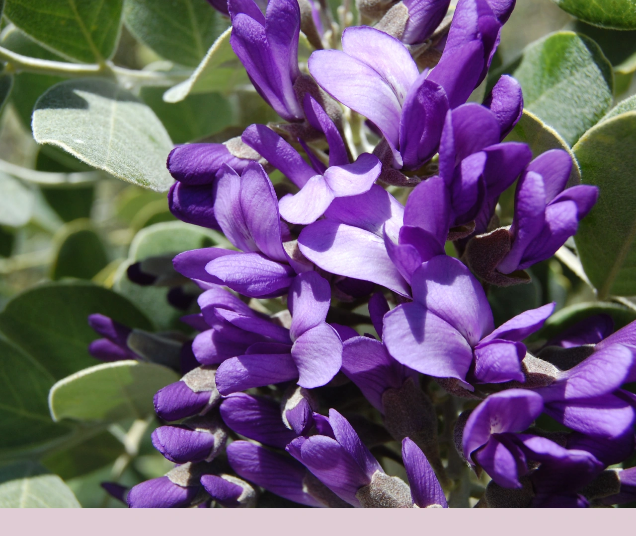 Mountain Laurel Flowers - Pollinator Attraction