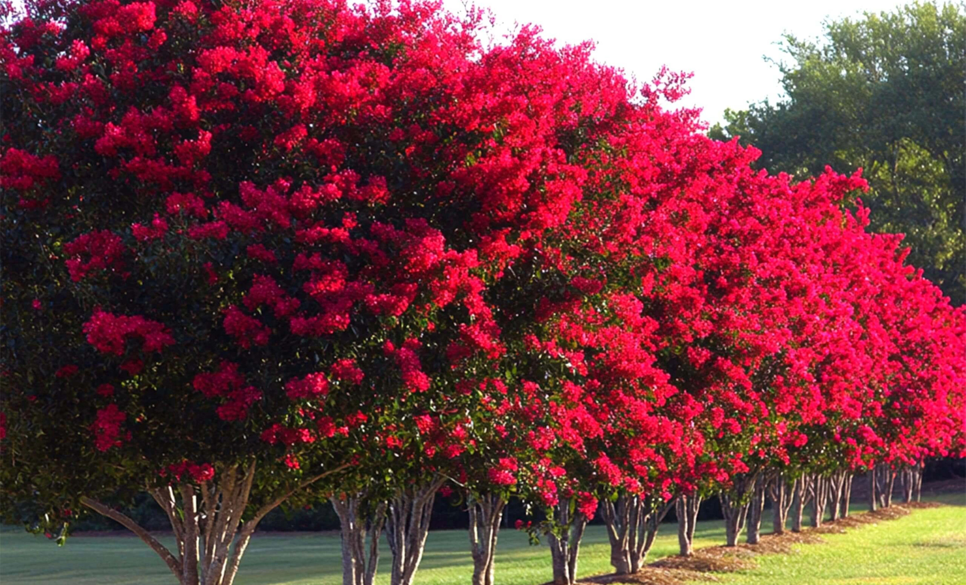 Myrtle Tree - Healing Plant