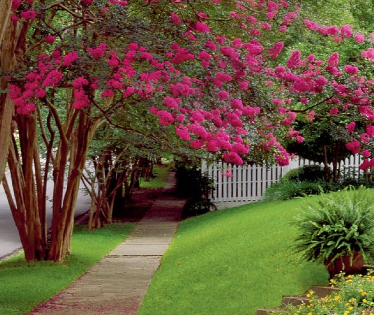 Myrtle Tree Flowers - Aromatic Properties