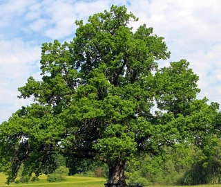 Oak Tree - Temperate Forest