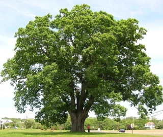 Oak Tree Wood Uses