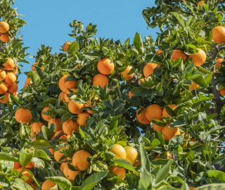Orange Tree Health Benefits
