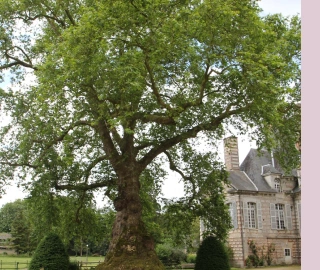 Oriental Plane Tree - Majestic Canopy